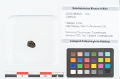 Foto (Objekt + Etikett) von Callitris sp. (NHMW-GEO-2024-0188-8929)